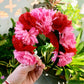 Pink and Red Flower Crown